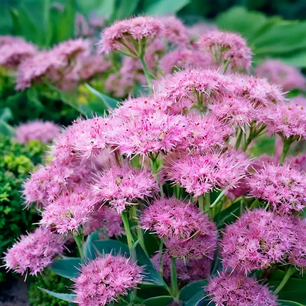 Brilliant Stonecrop