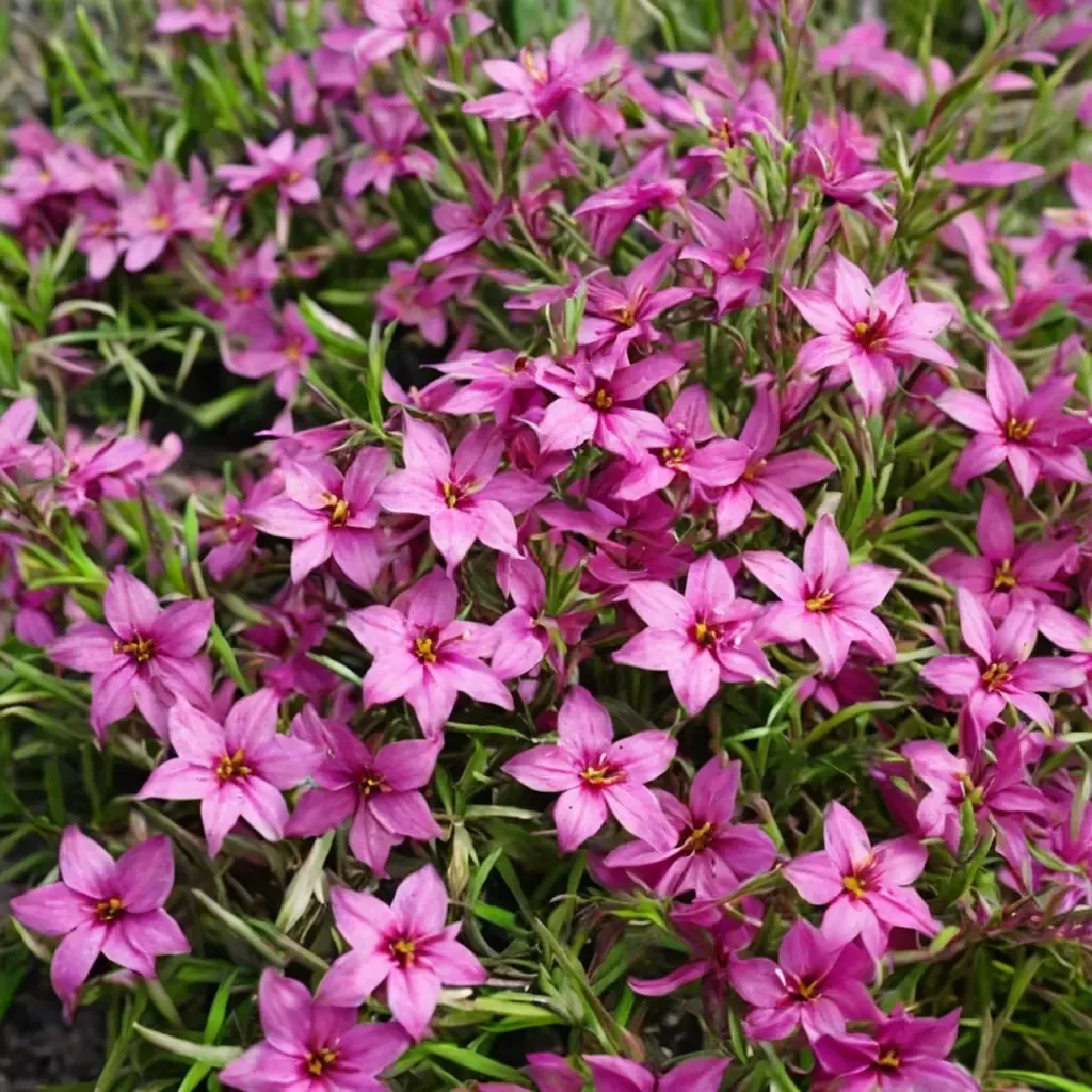 Creeping Phlox 'Crimson Beauty'