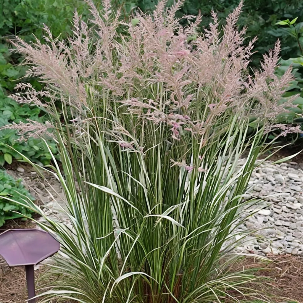 Variegated Feather Reed Grass