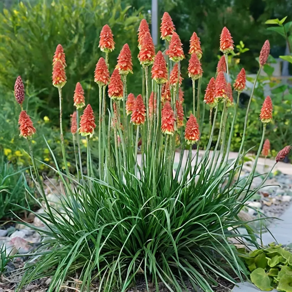 Red Hot Poker