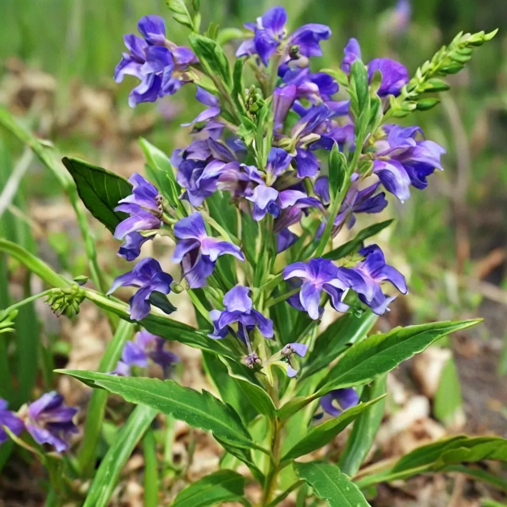 Baikal Skullcap