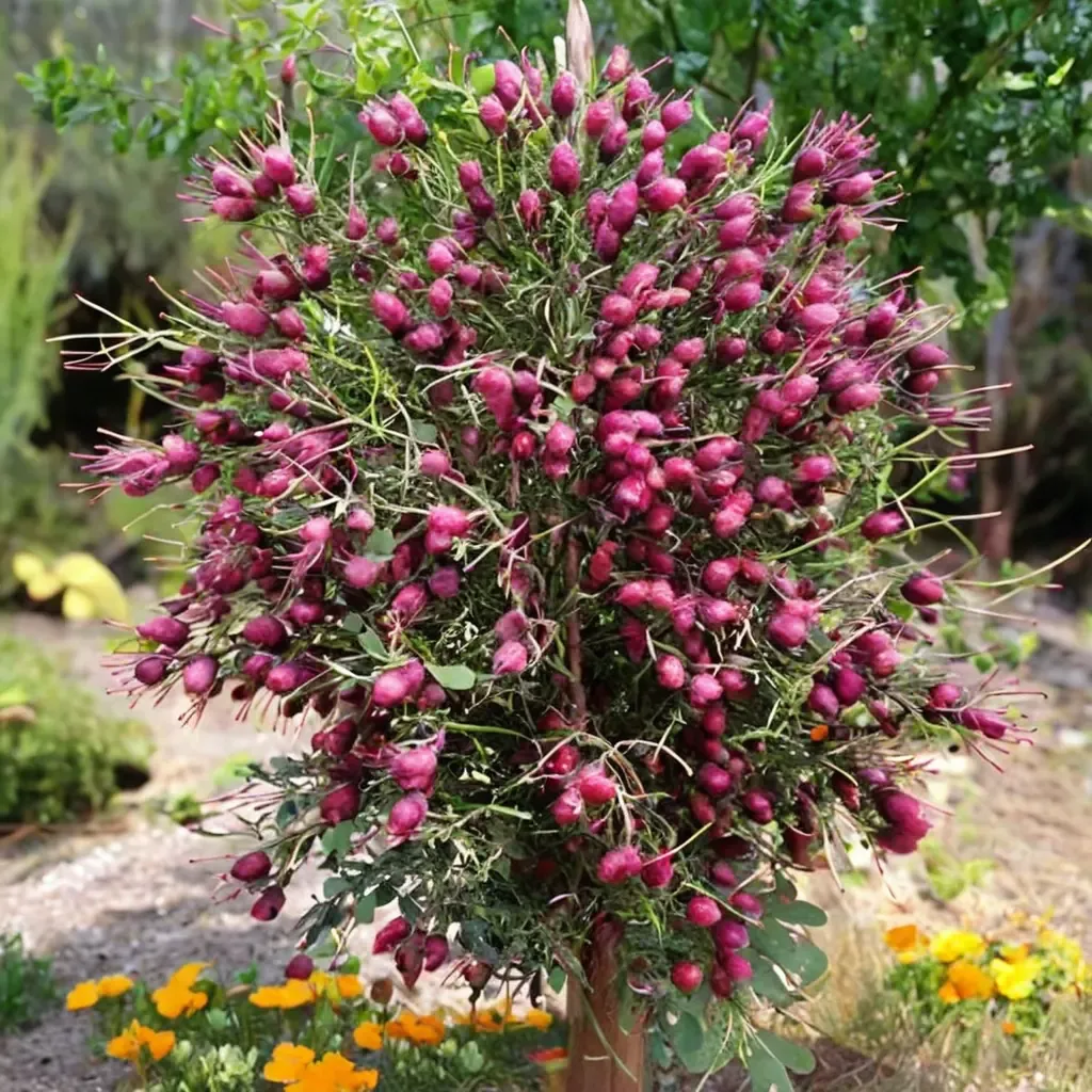 Violet Bottlebrush
