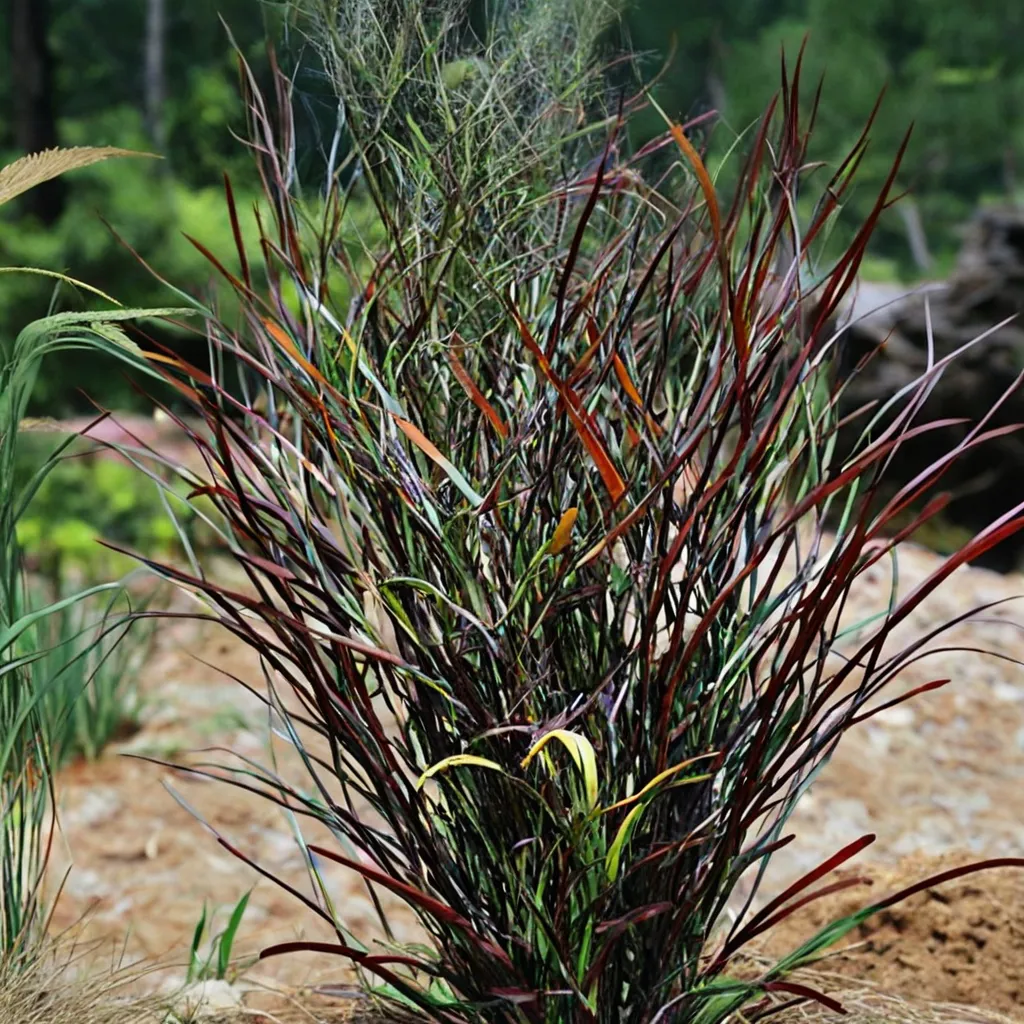 Switchgrass Hot Rod