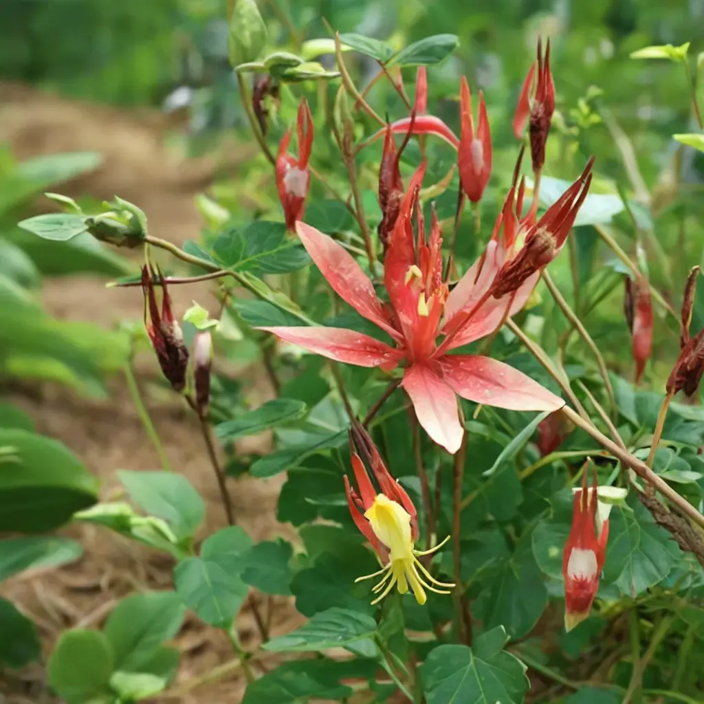 Eastern Red Columbine