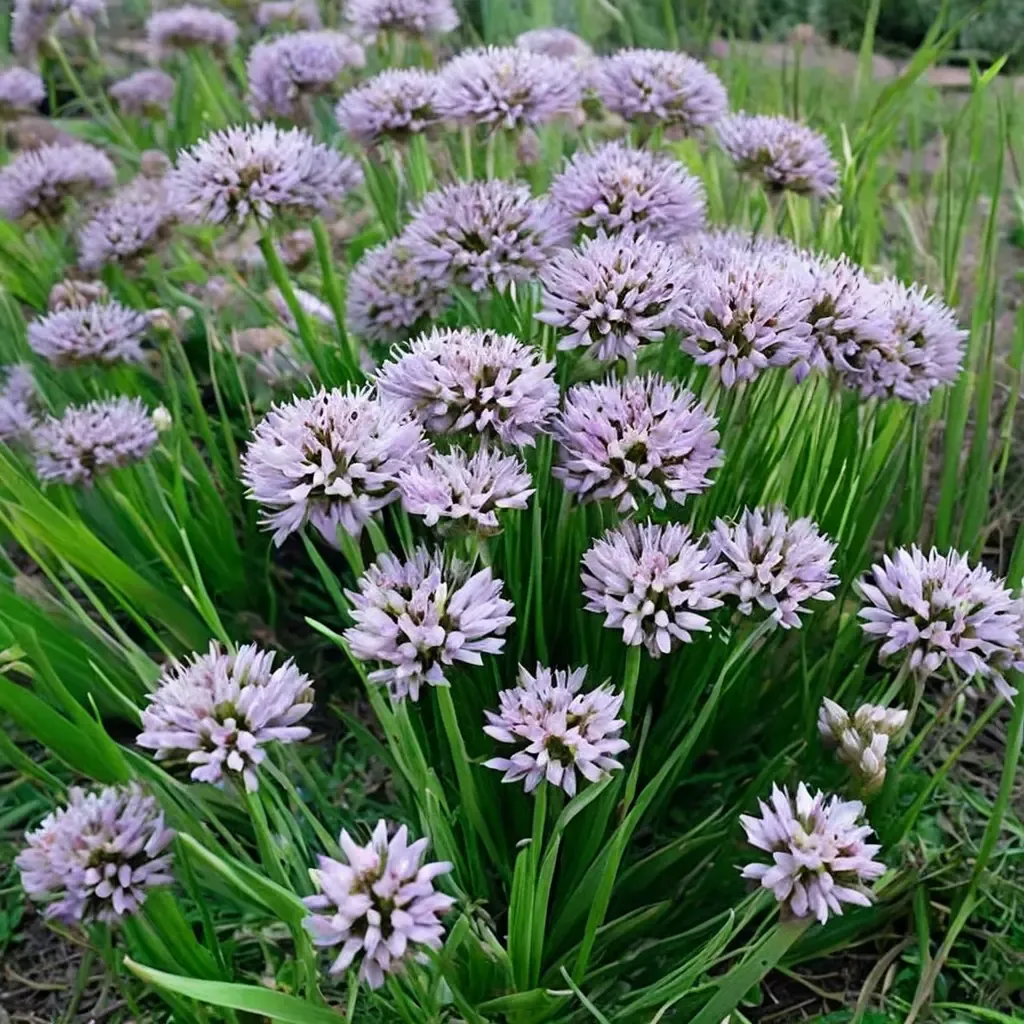 Summer Beauty Ornamental Onion