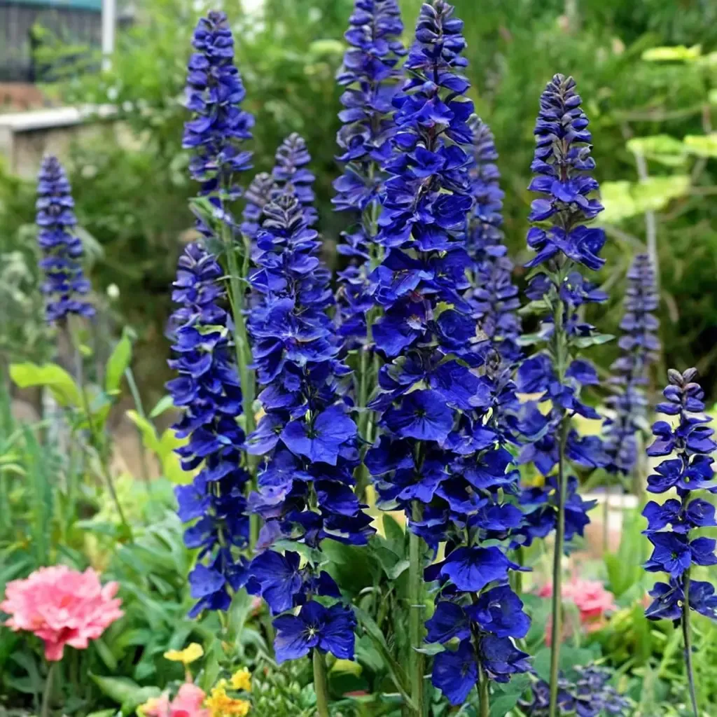 Faust Delphinium
