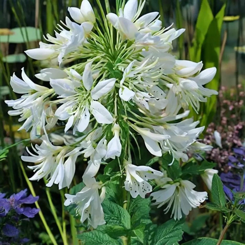 Arctic Star African Lily