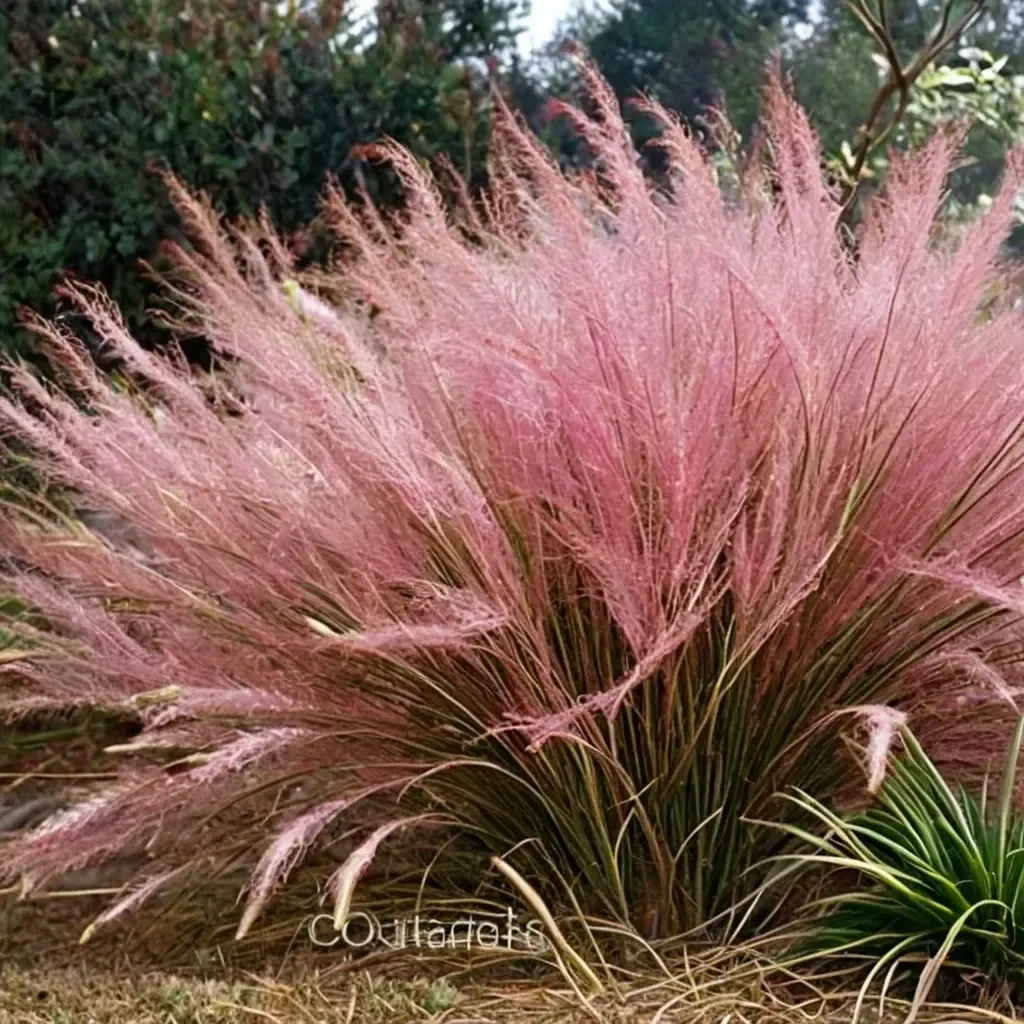 Pink Muhly Grass
