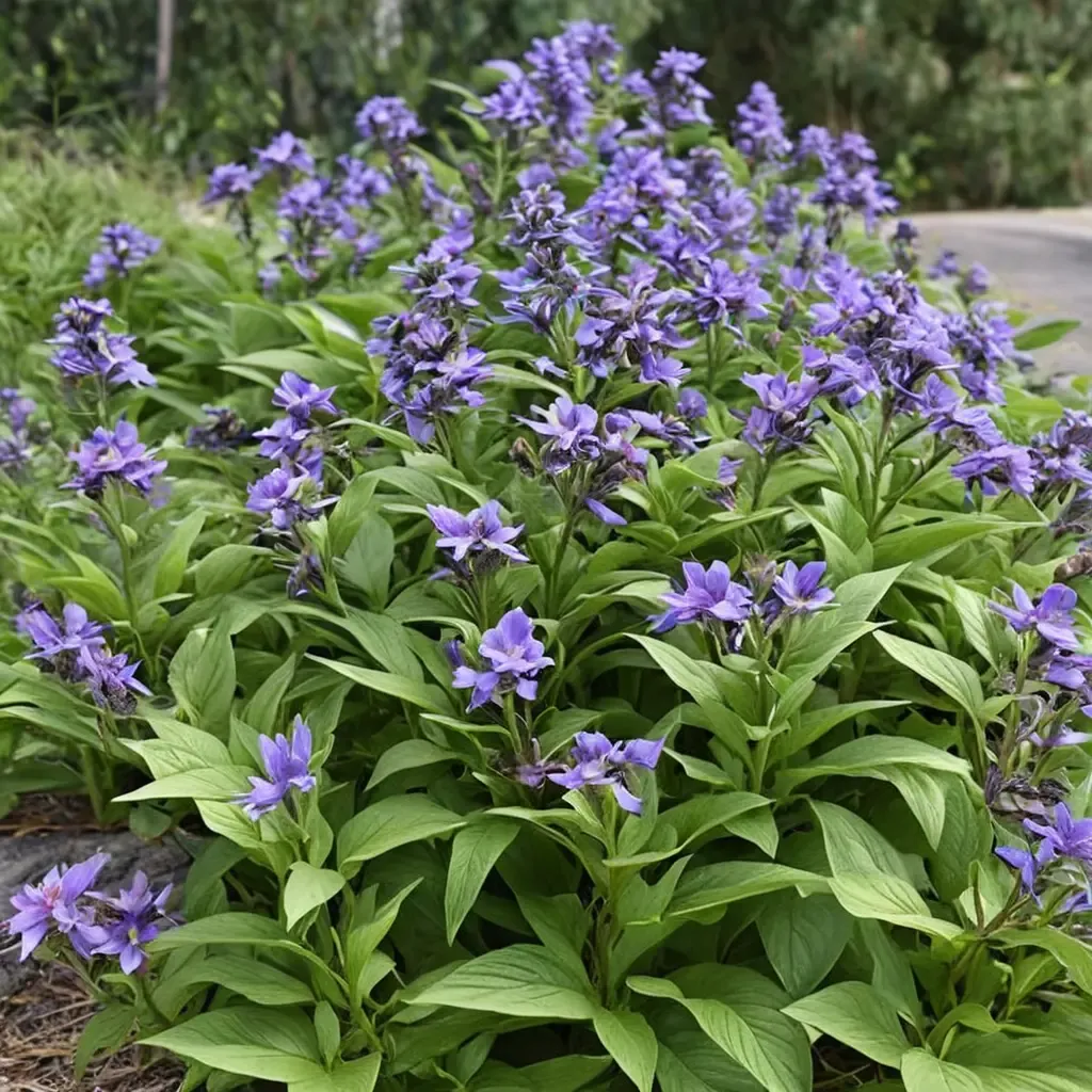 Japanese Catmint