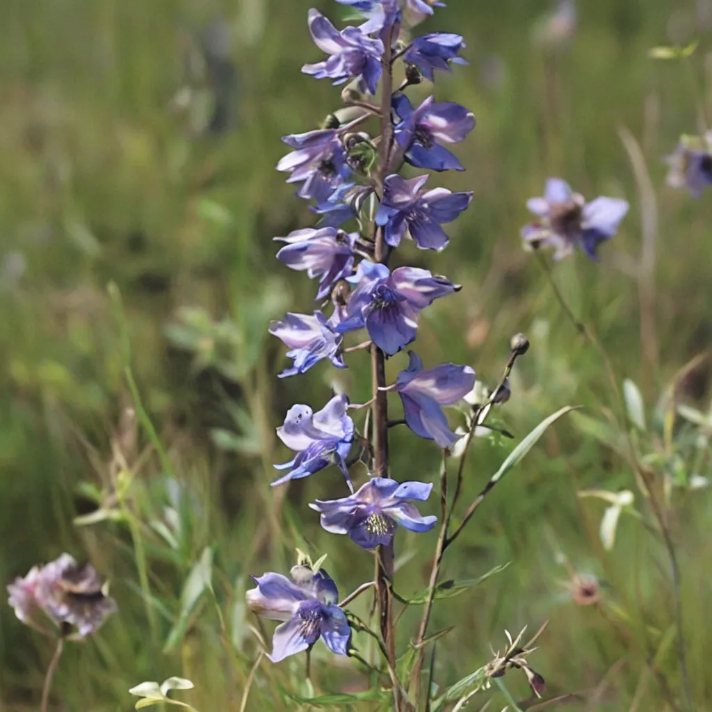 Delphinium Bastrop