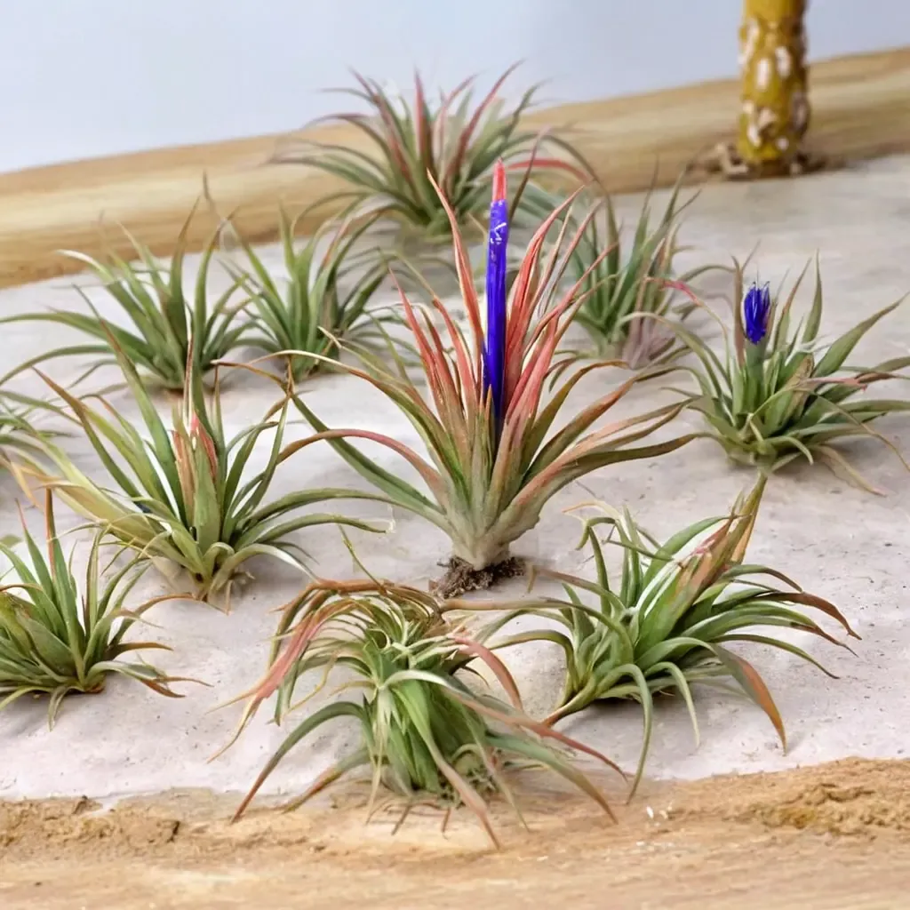 Ionantha Air Plant