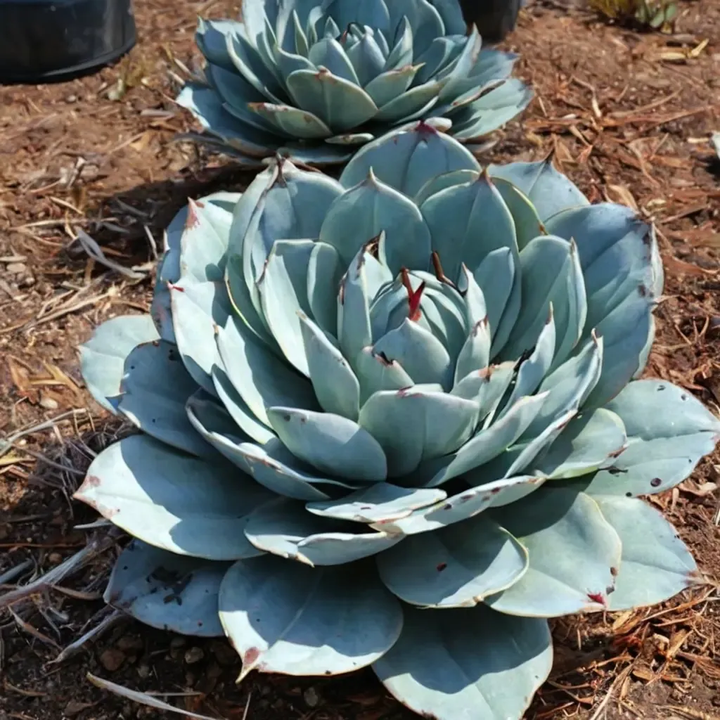 Artichoke Agave