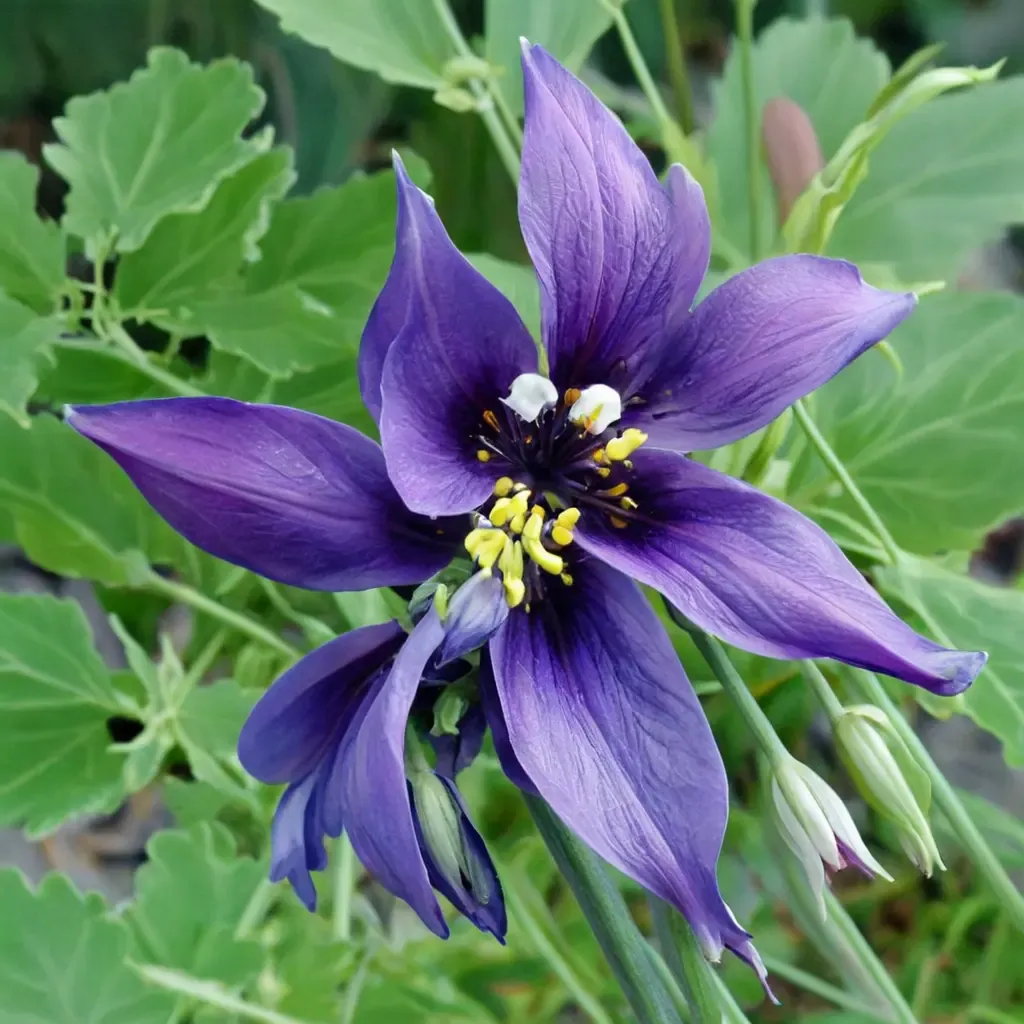 Alpine Columbine