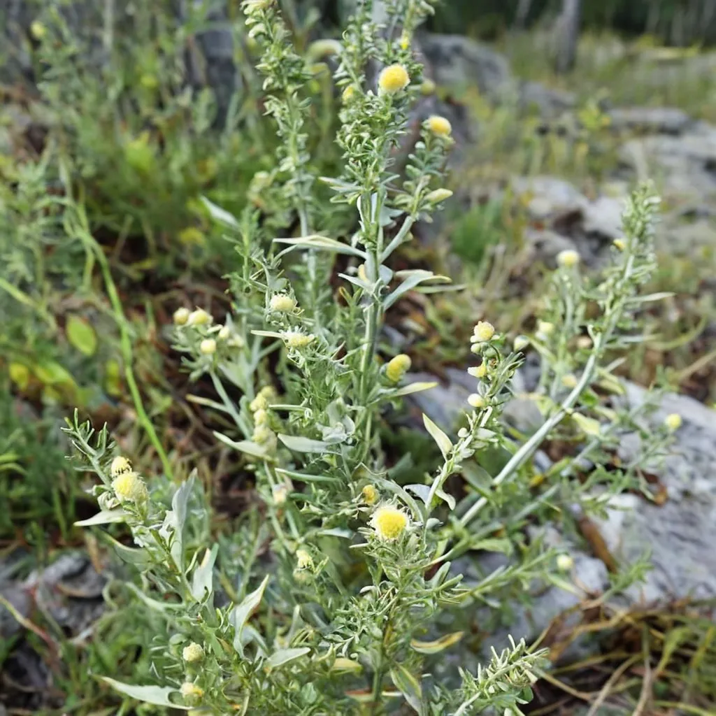 Artemisia chamaemelifolia