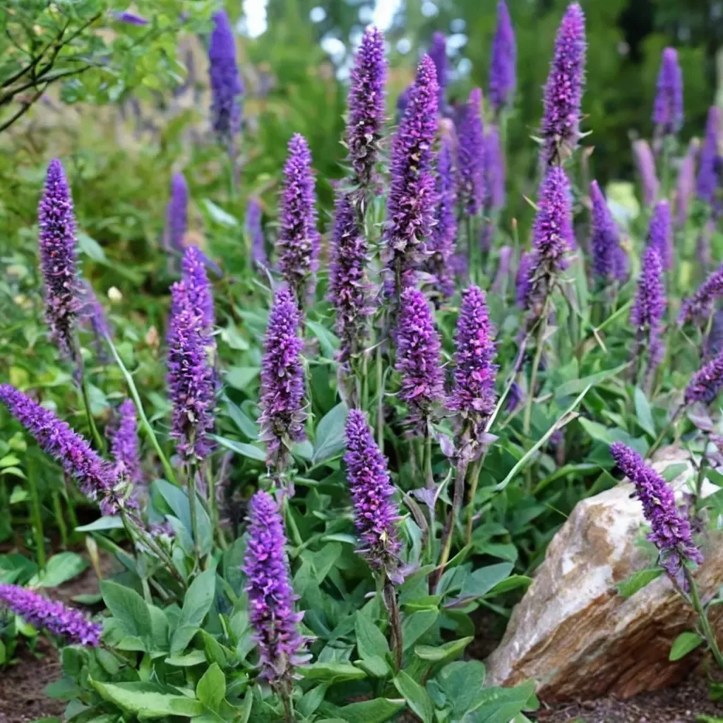 Hybrid Sage