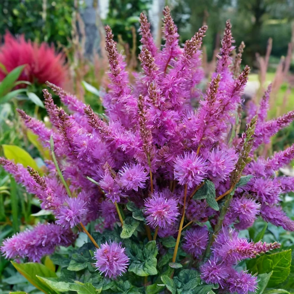 Black Pearls Astilbe