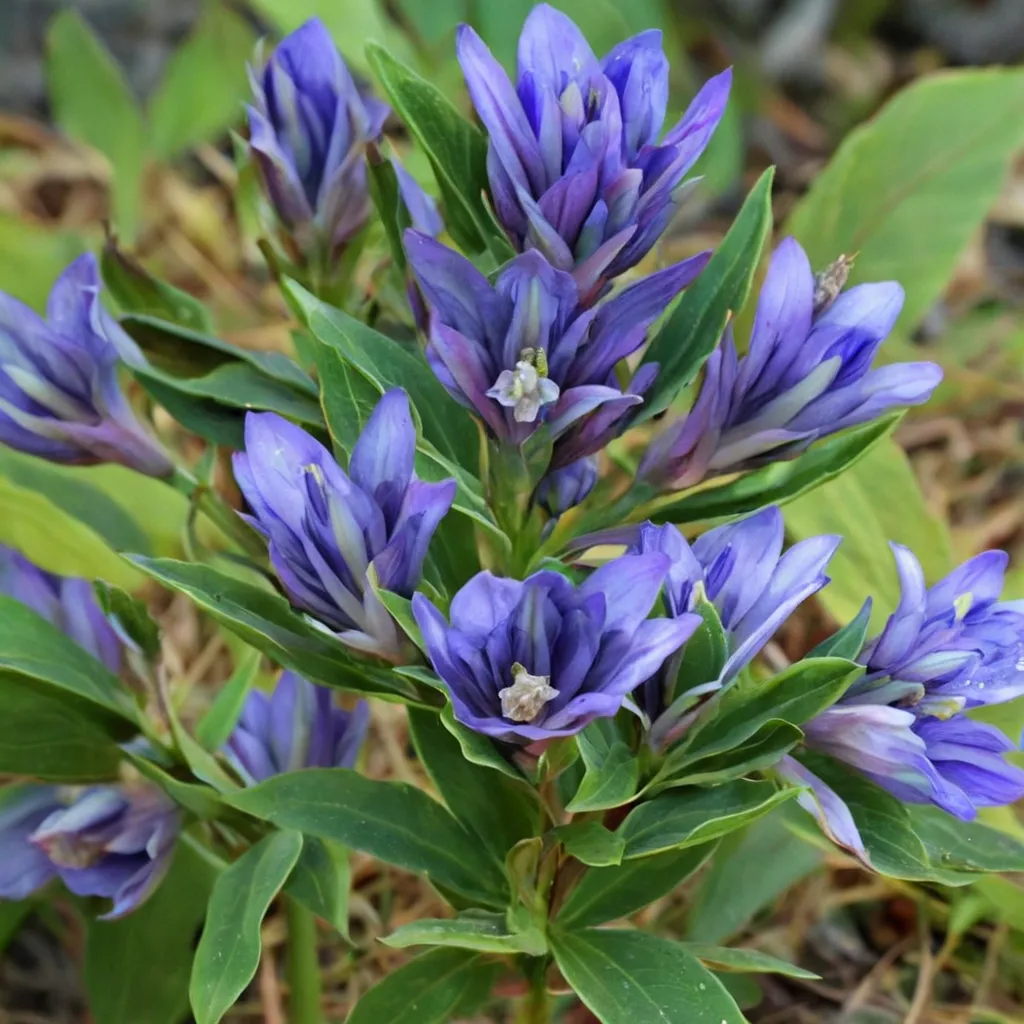 Catesby's Gentian