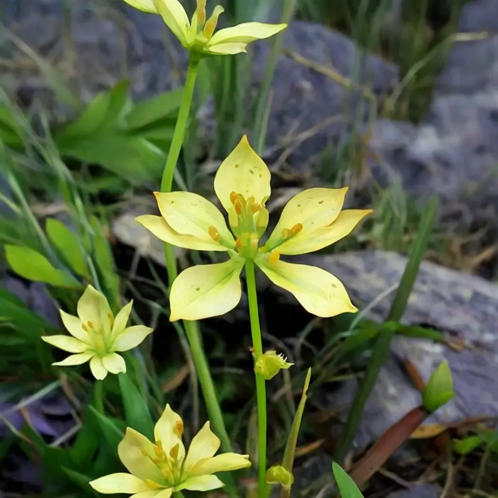 Harper's Beauty
