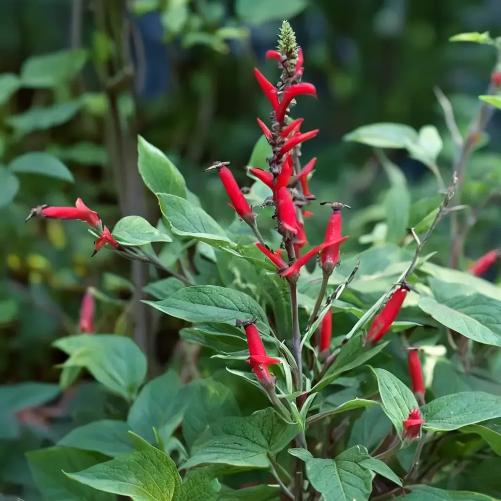 Pineapple Sage