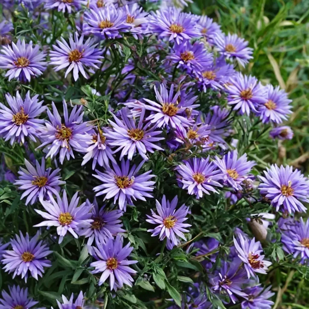 New York Aster