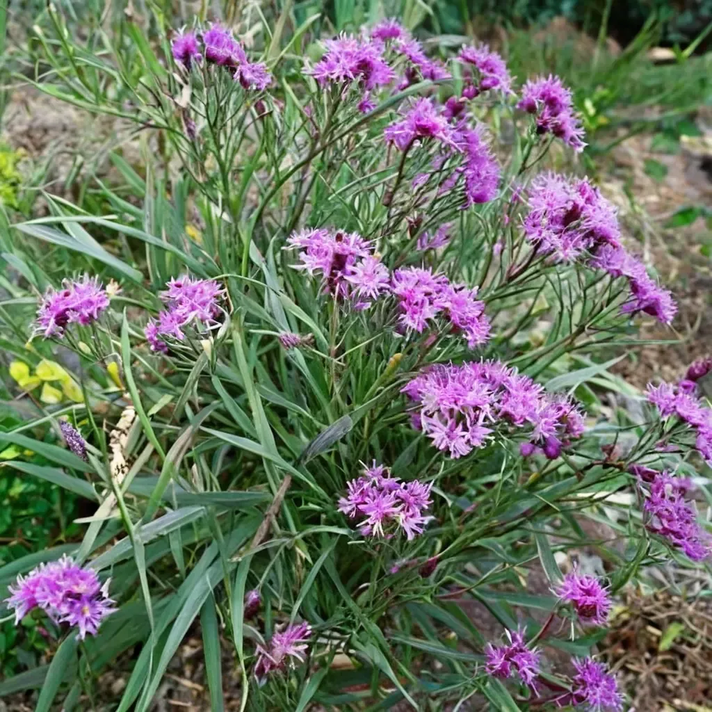 Plum Peachy Ironweed