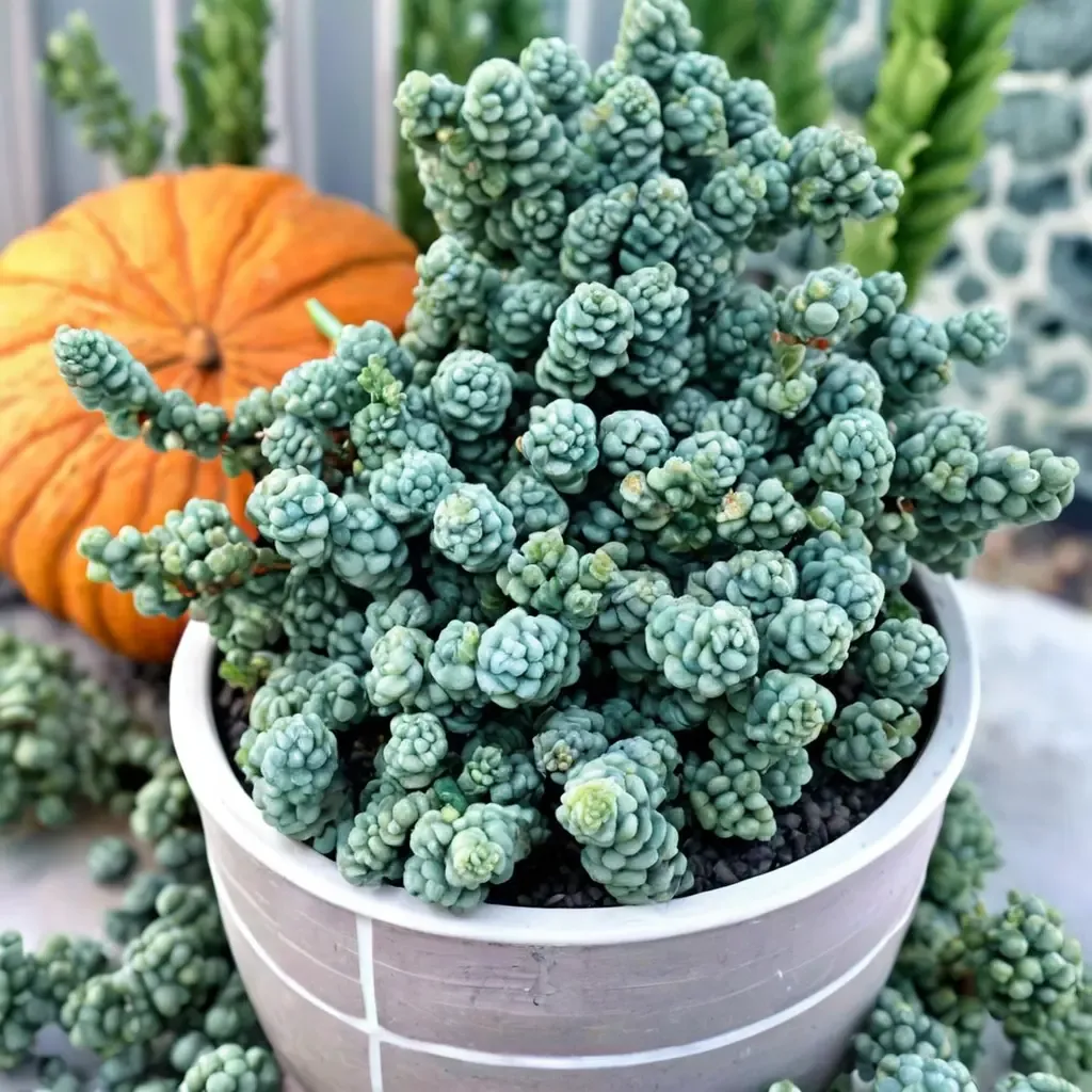Corsican Stonecrop