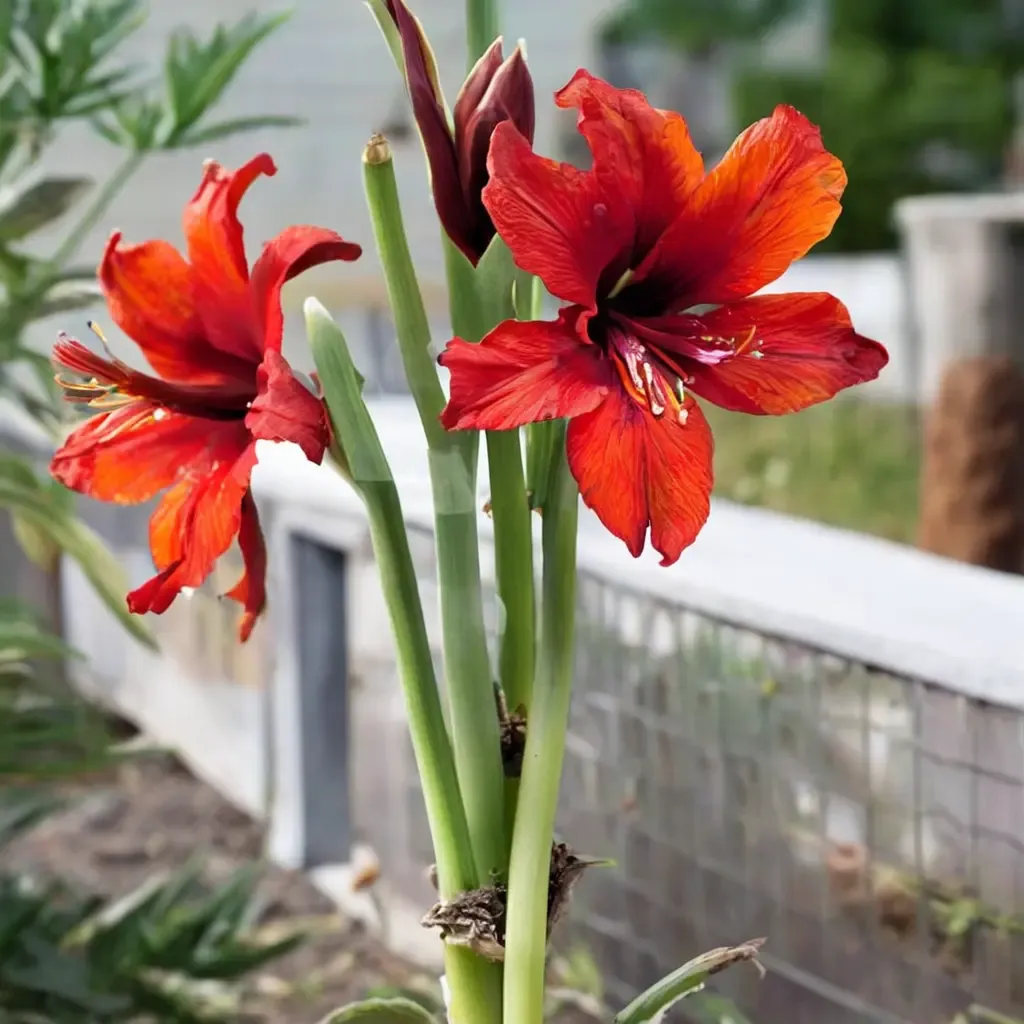 Amaryllis