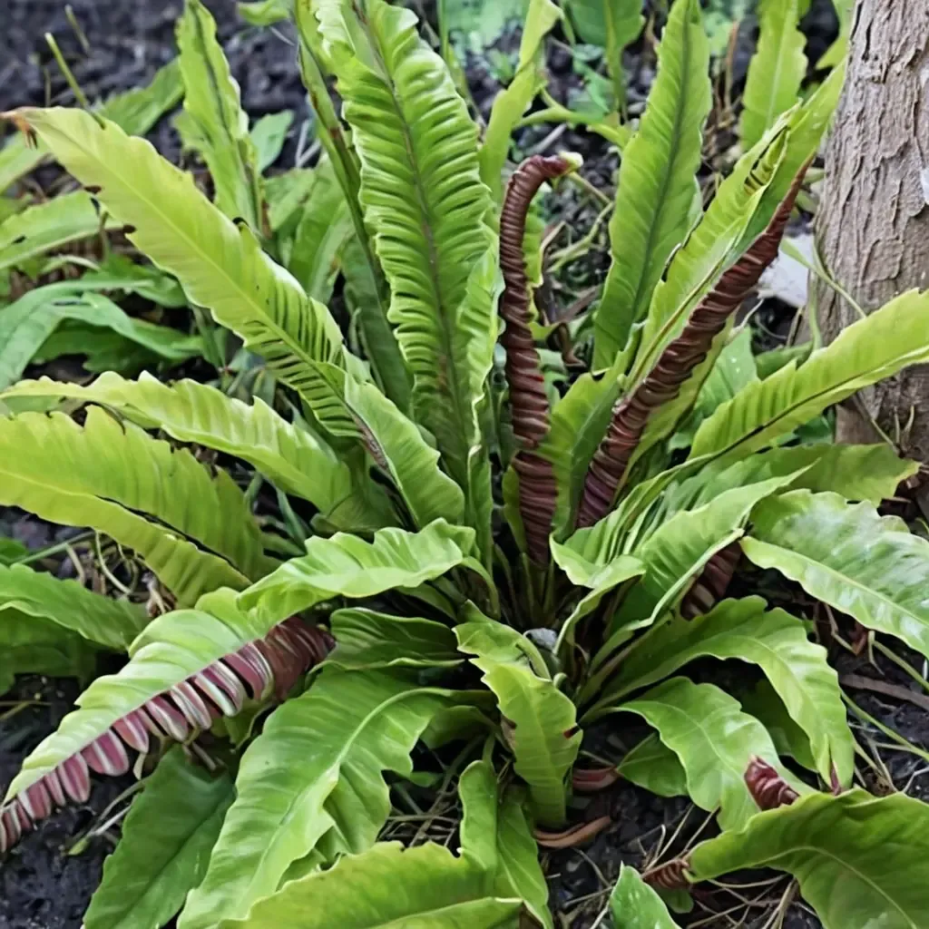Robust Male Hart's Tongue Fern