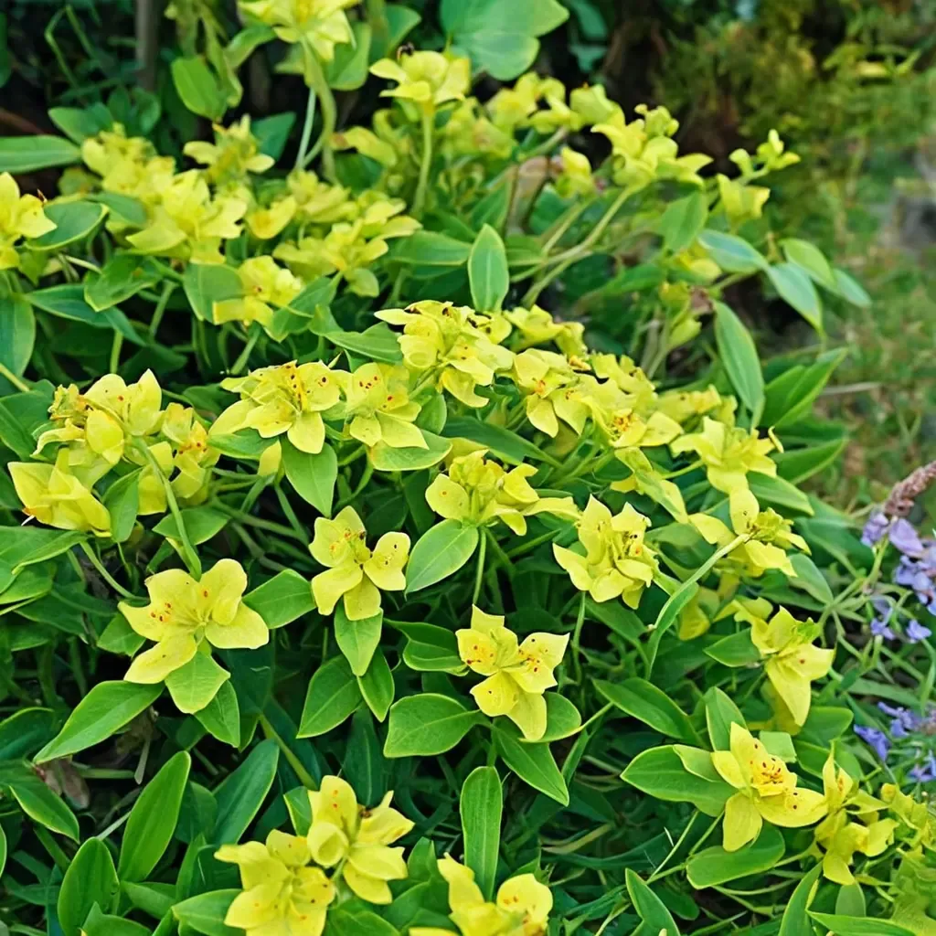 Horned Spurge