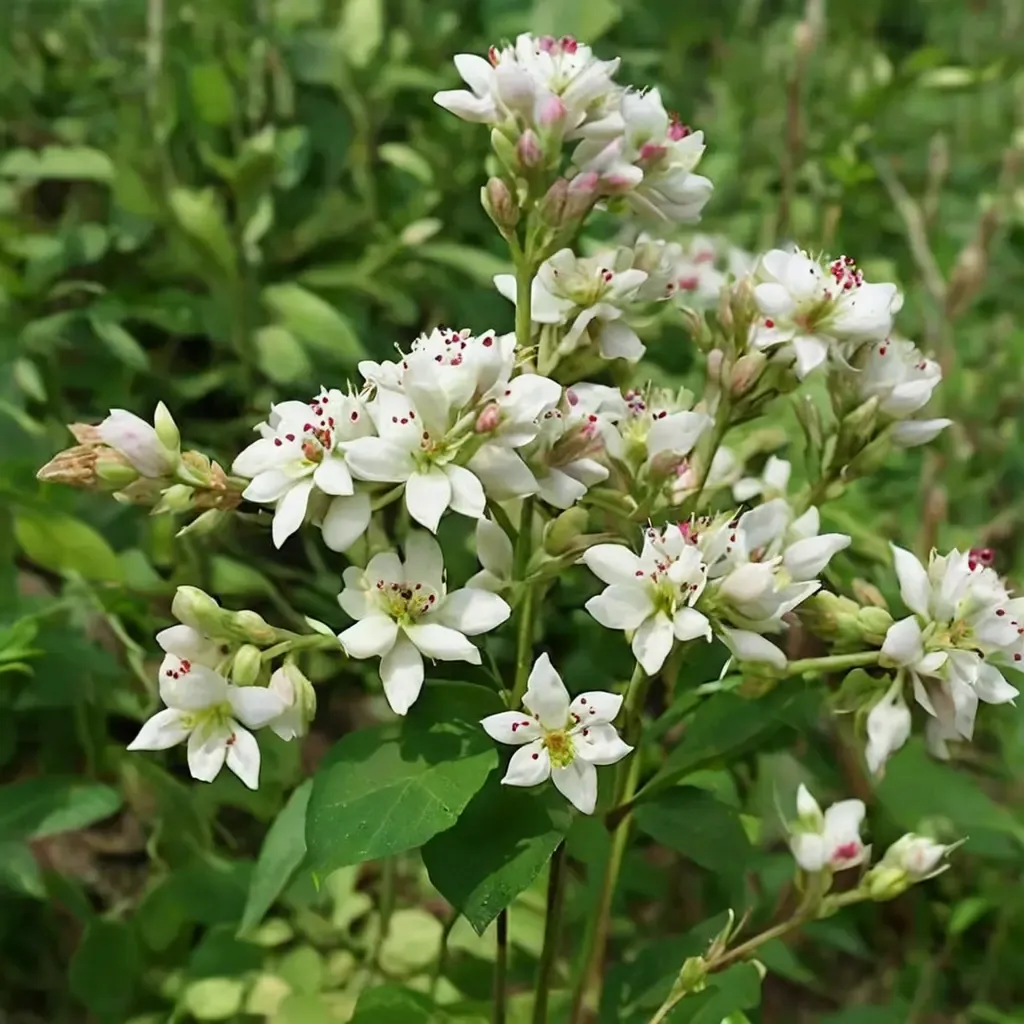Buckwheat