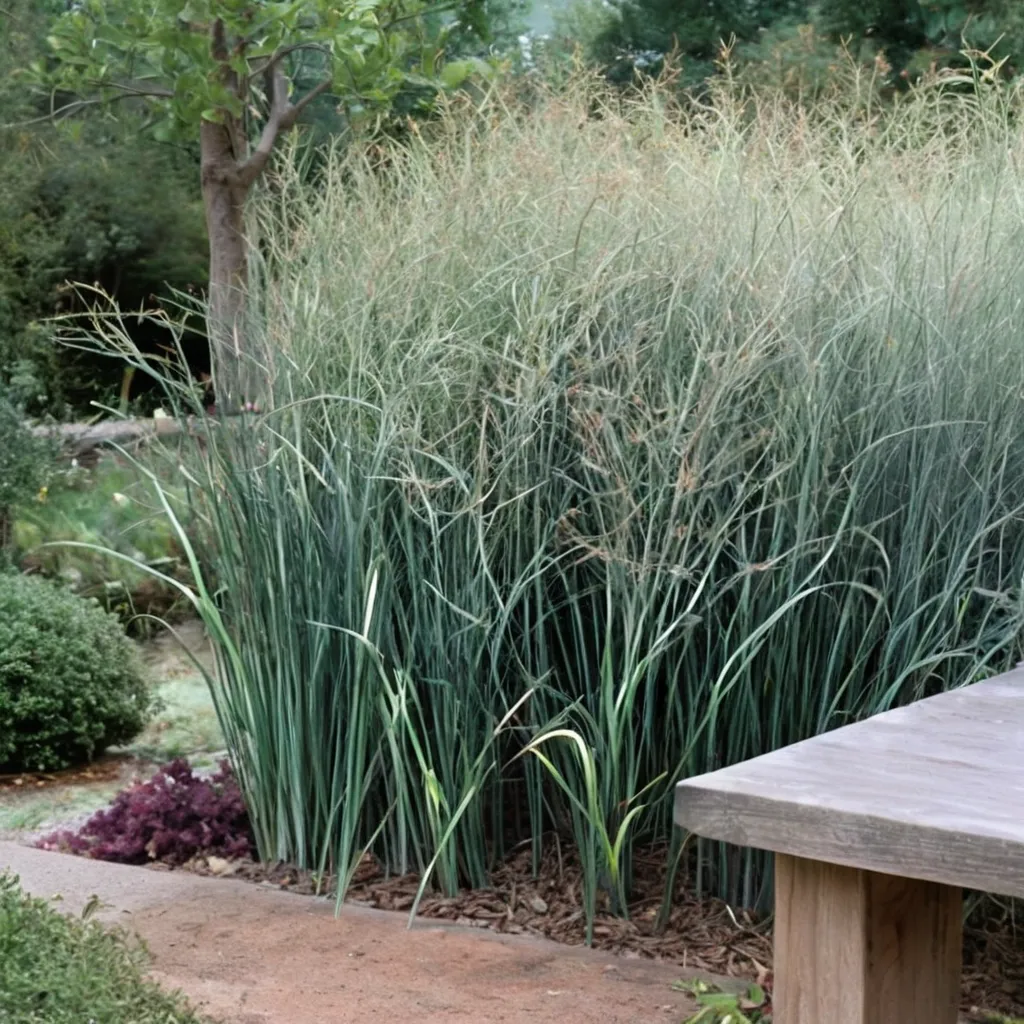 Heavy Metal Switchgrass