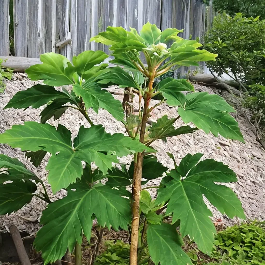 Rice Paper Plant