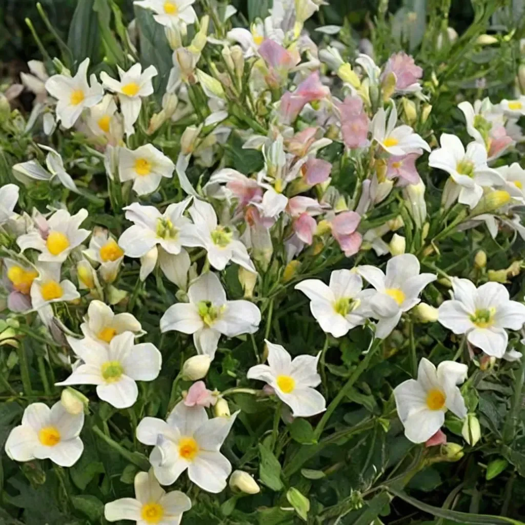 KLM Nemesia
