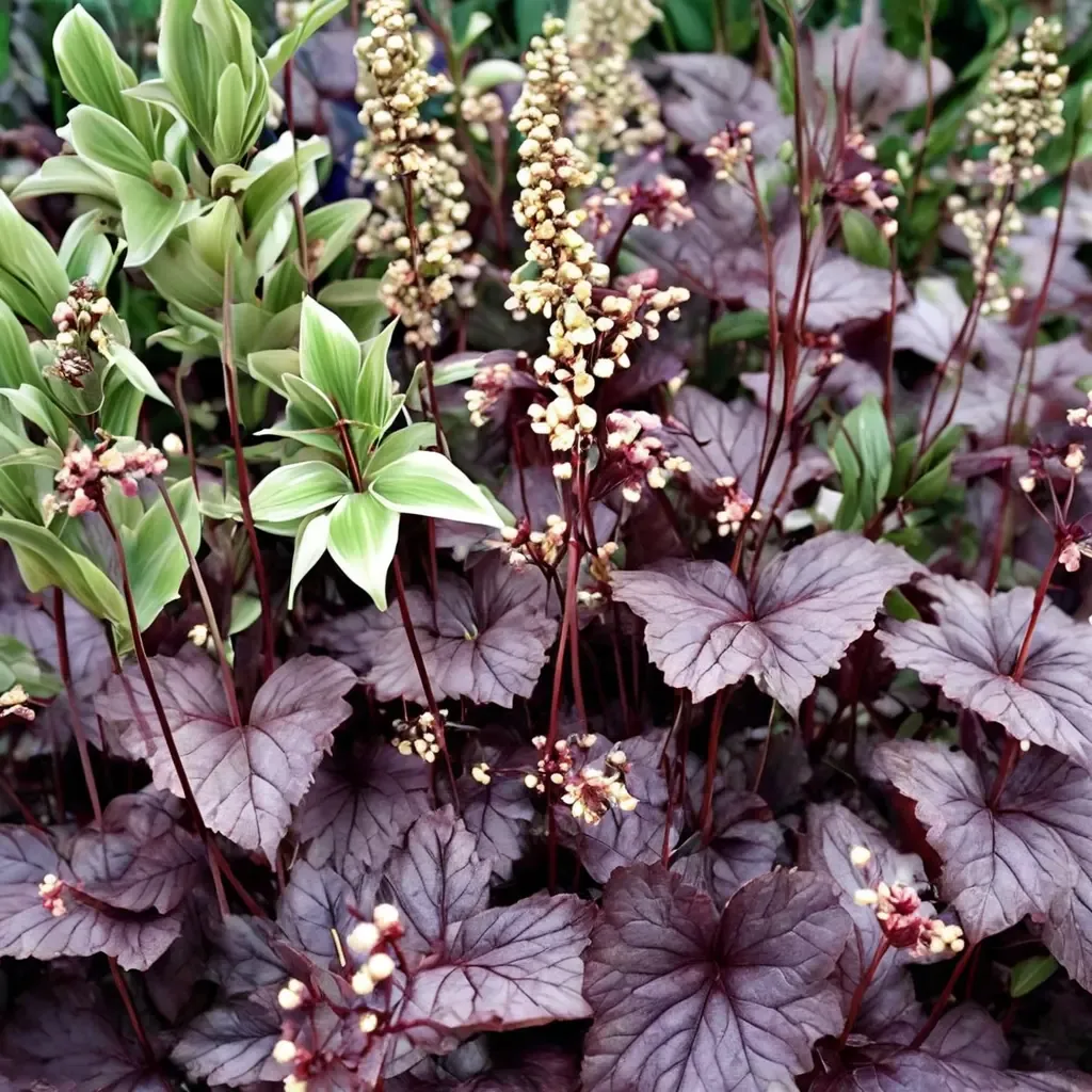 Shanghai City Coral Bells