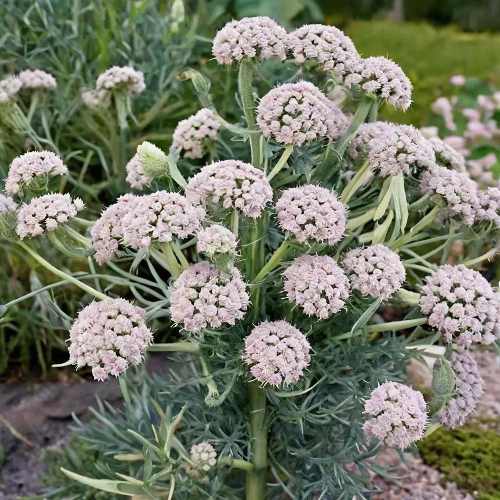 Moon Carrot