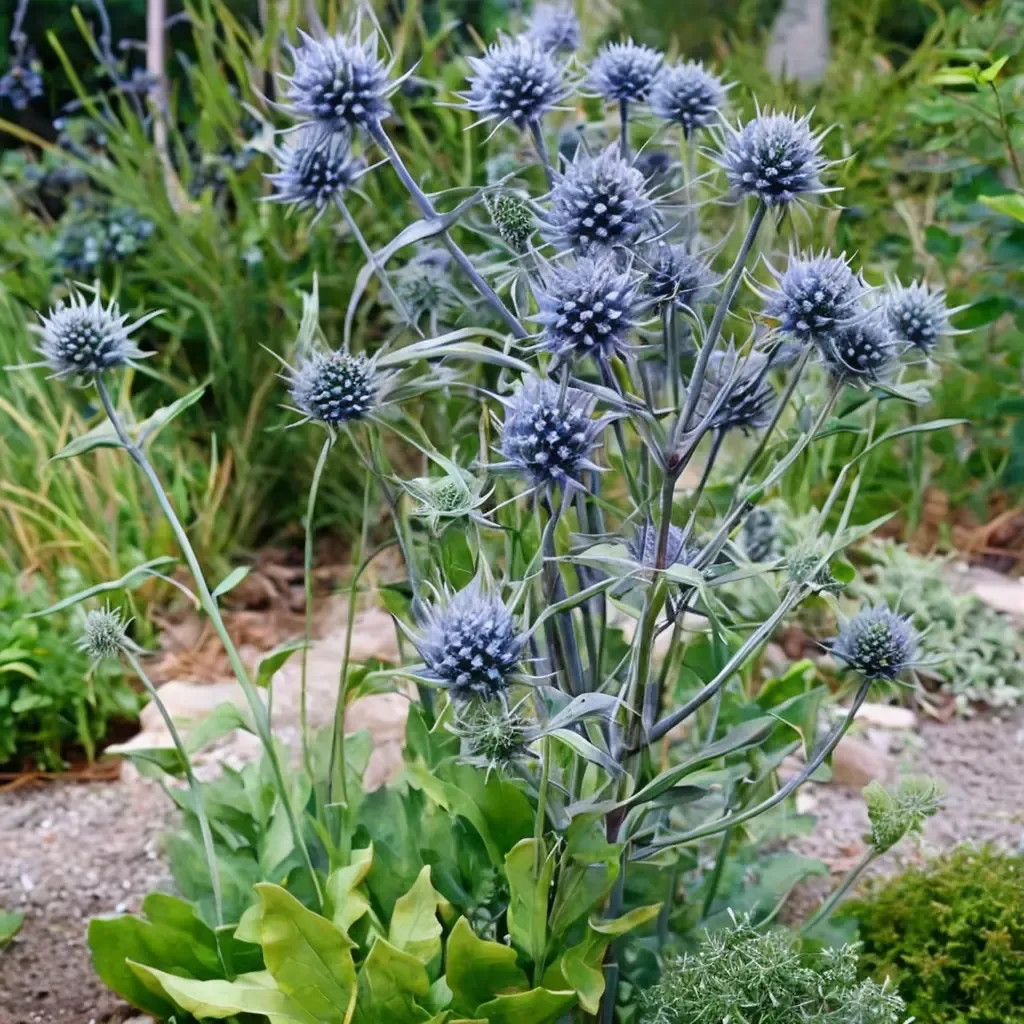 Flat Sea Holly