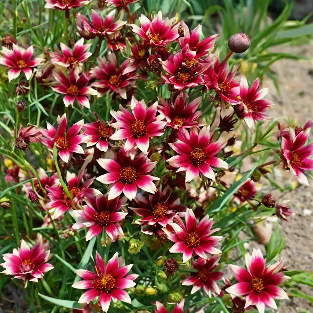 Red Chiffon Tickseed