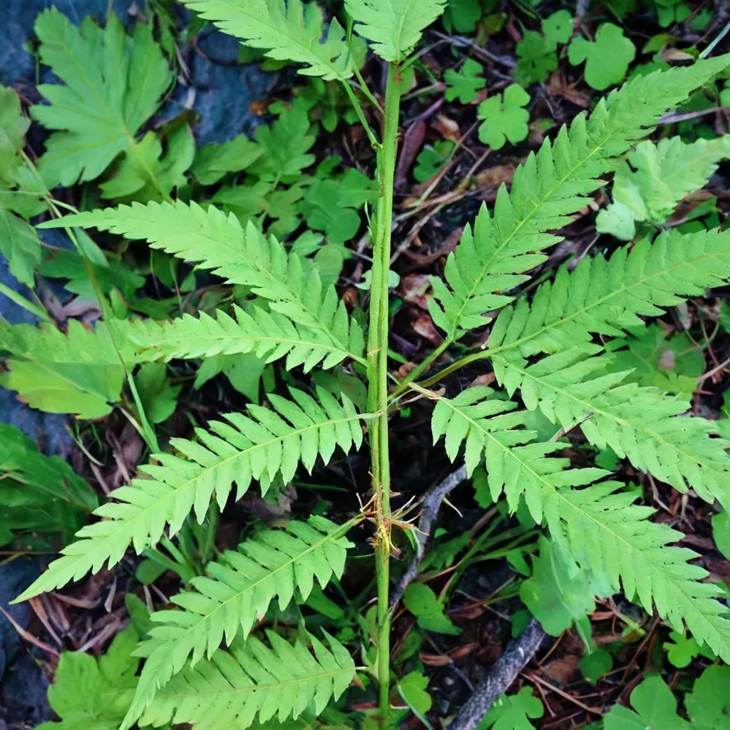 Mountain Wood Fern