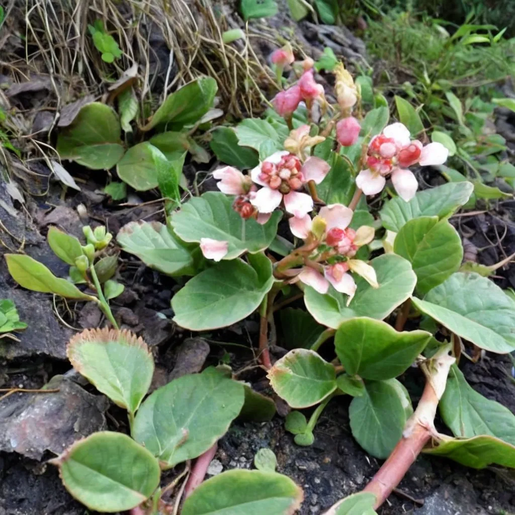 Fringed Bergenia