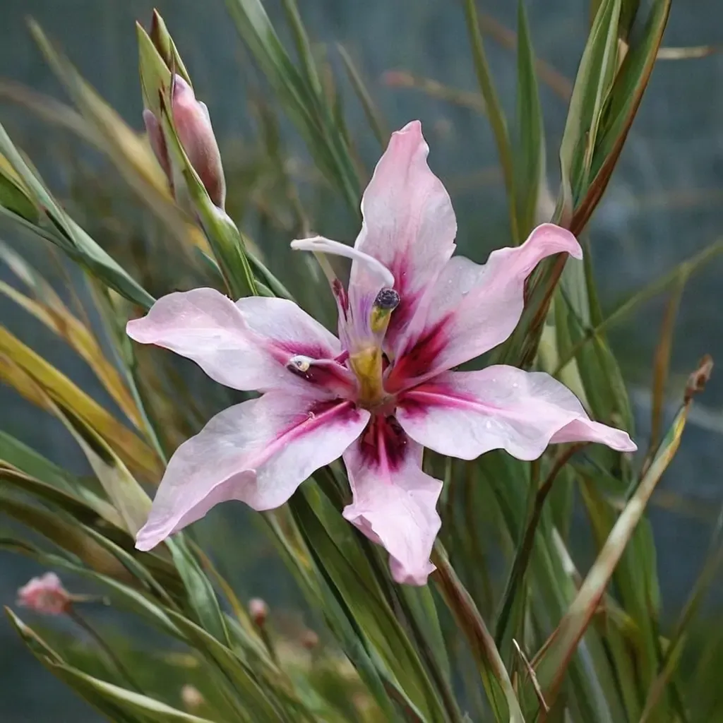Painted Lady Gladiolus