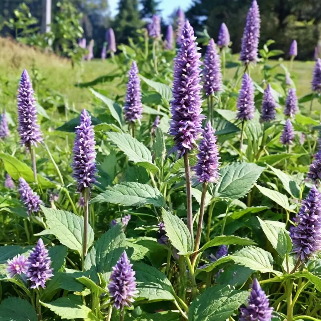 Anise Hyssop