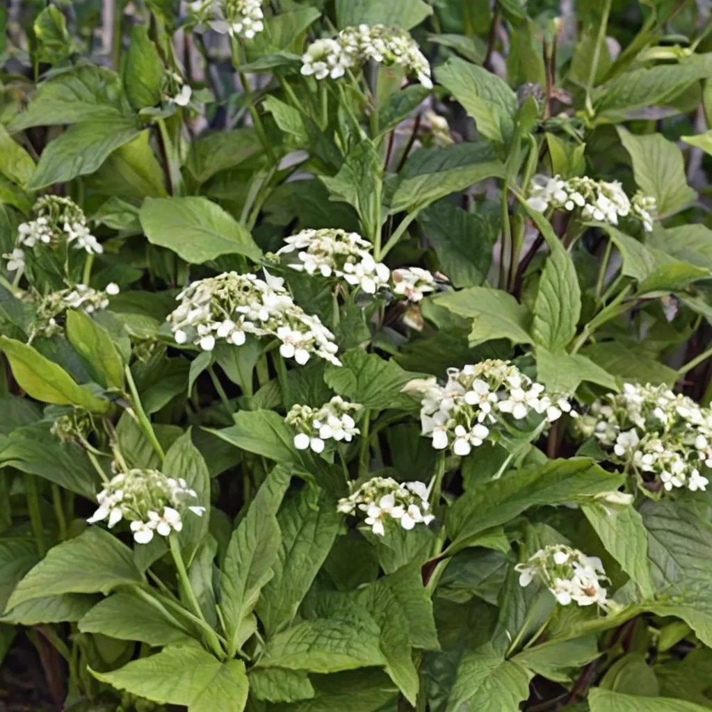 'Braunlaub' White Snakeroot