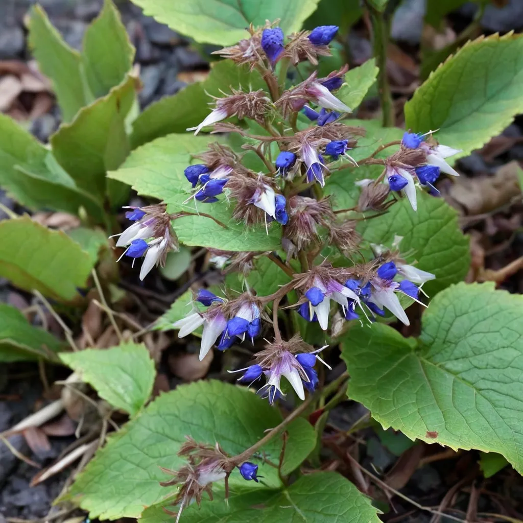 Eastern Borage