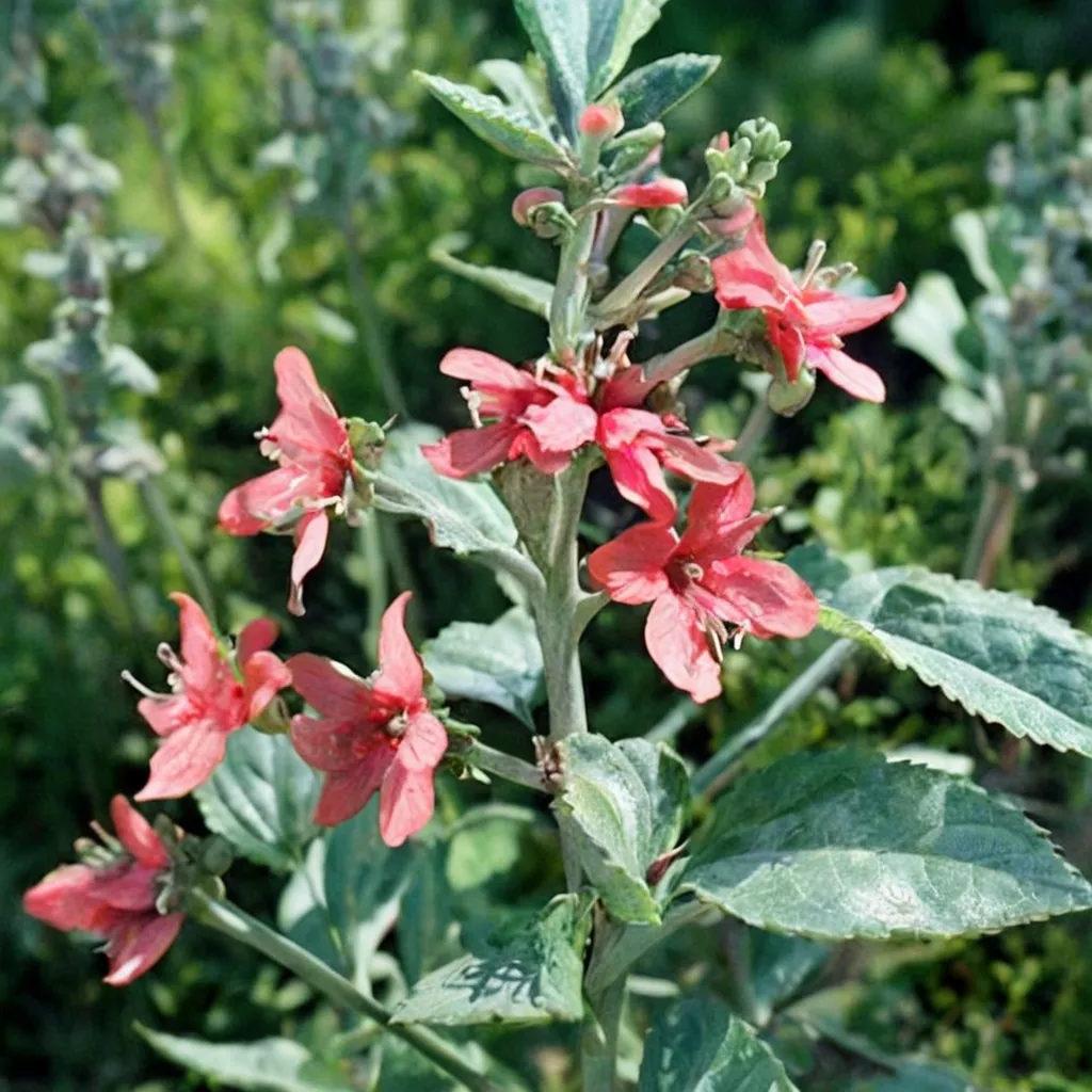 Hot Spot Coral Stachys