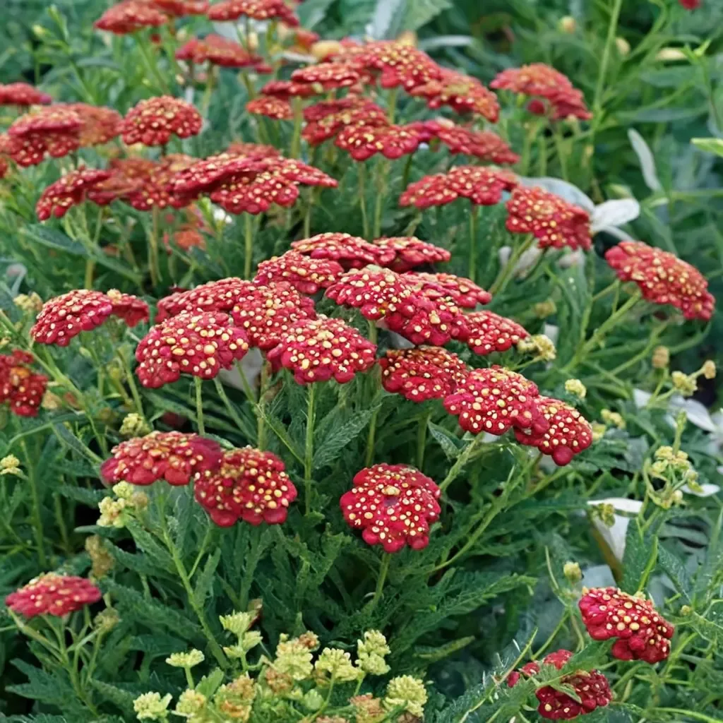 Strawberry Seduction Yarrow