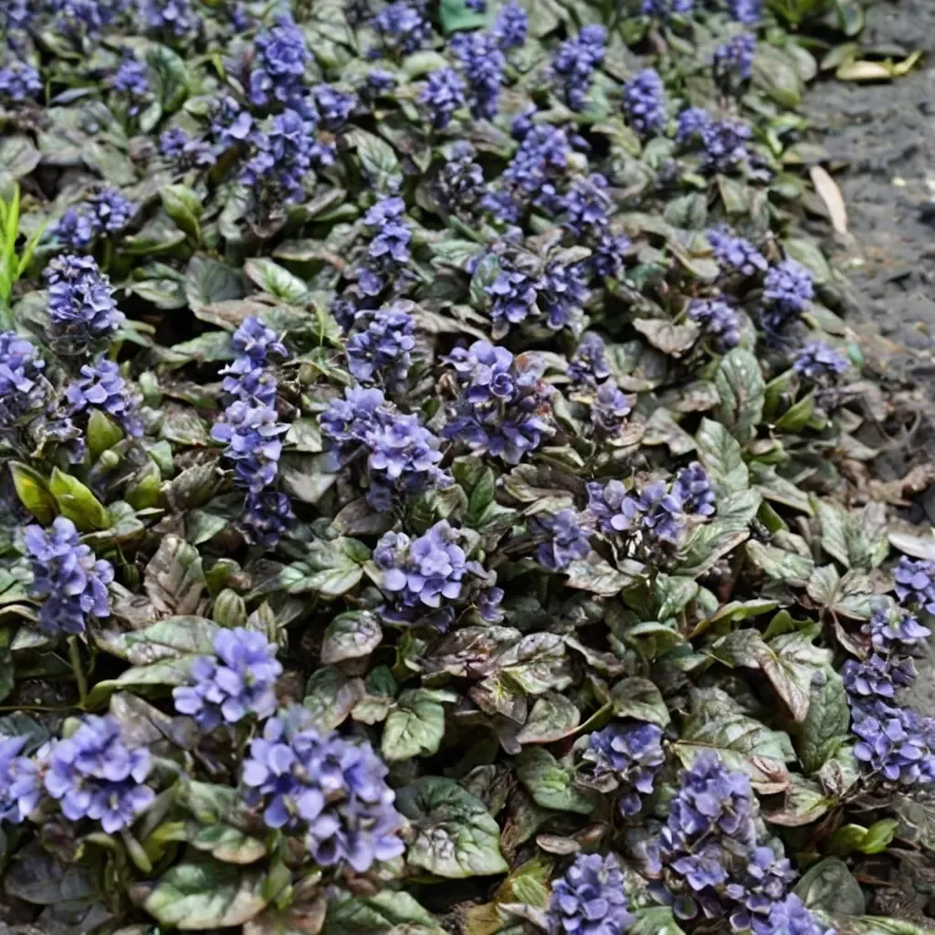 Metallica Crispa Bugleweed