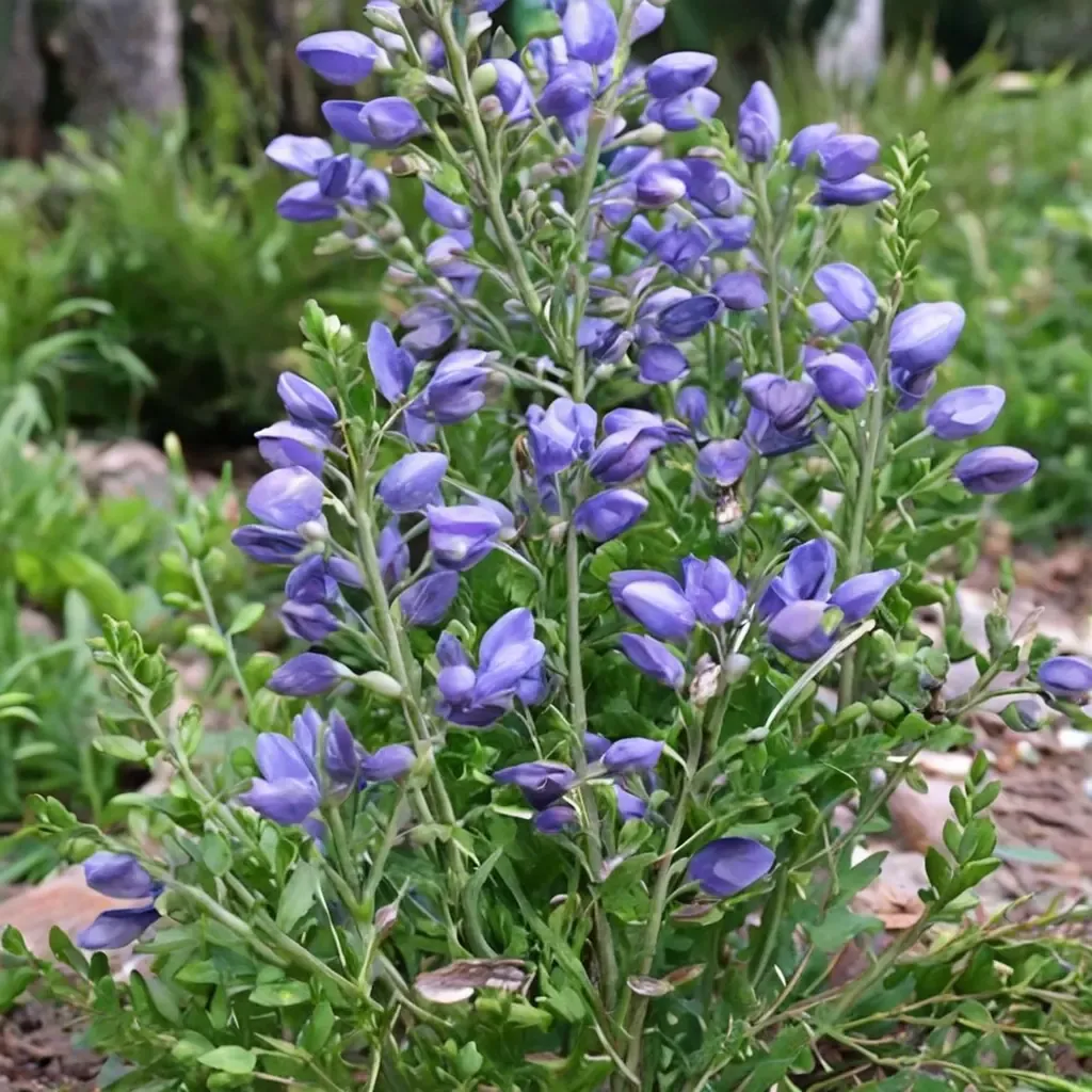 Dwarf Blue Indigo