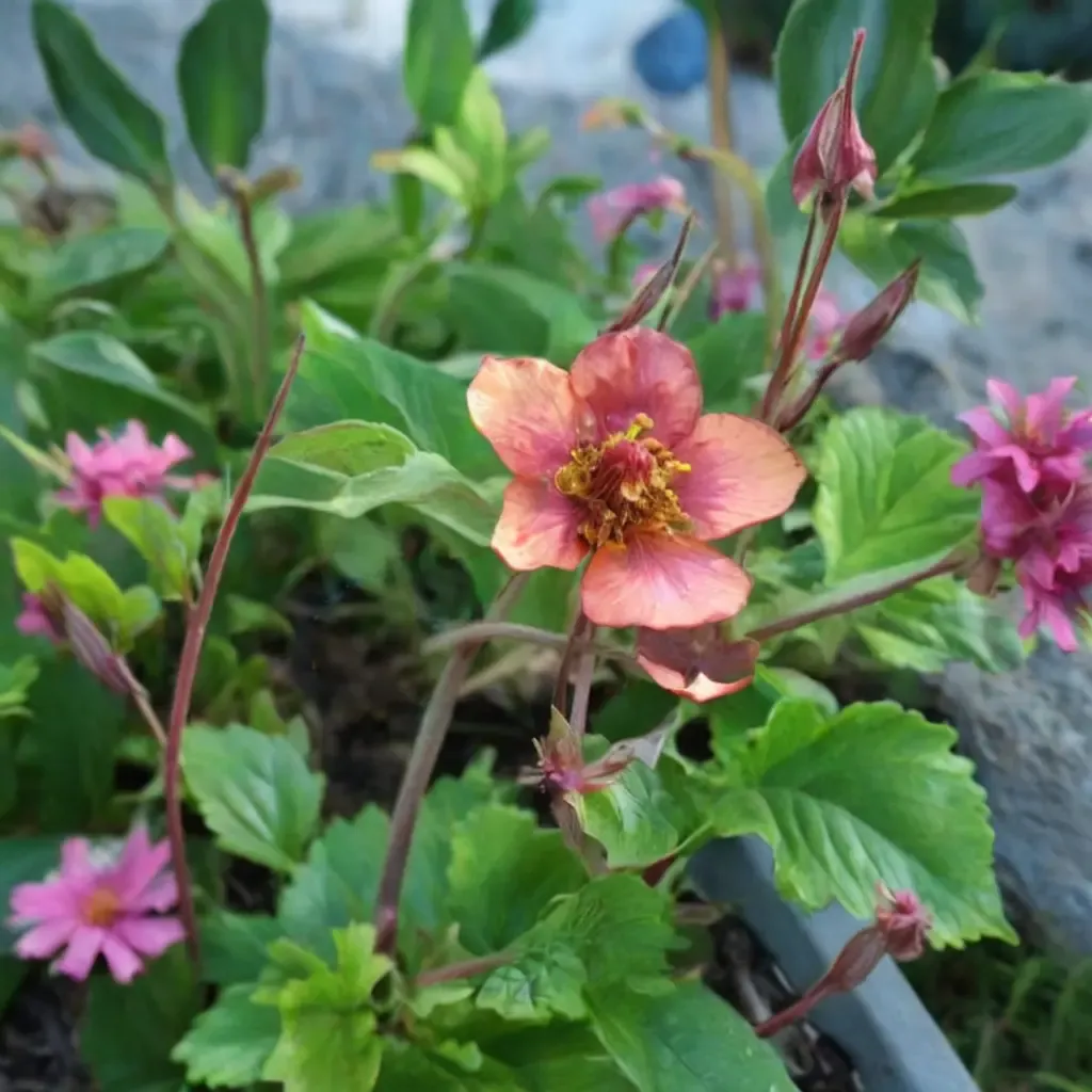 Water Avens