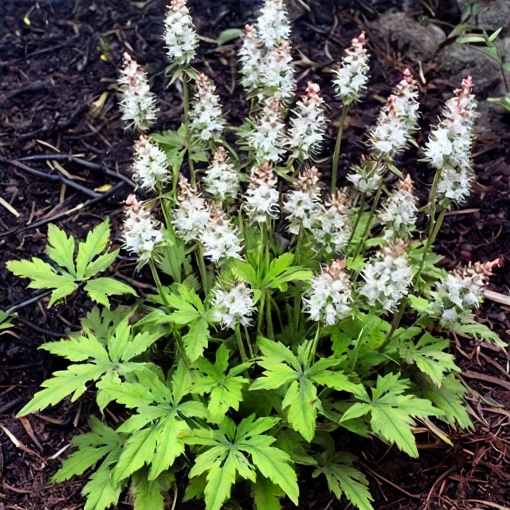 Foamflower Butterfly Wings
