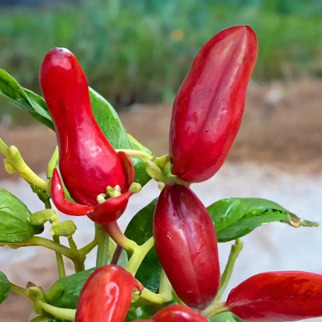Fresno Pepper